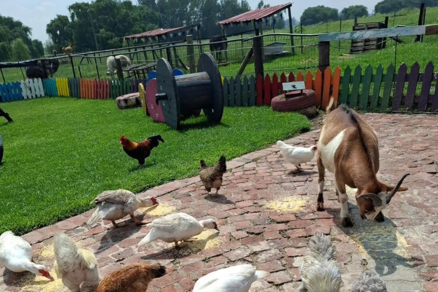 Family activities secunda animal farm at Hotel@Secunda