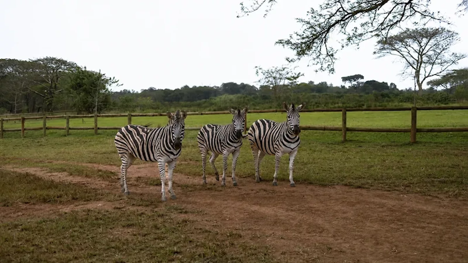 Zebras at letaba river lodge and predator park near Tzaneen