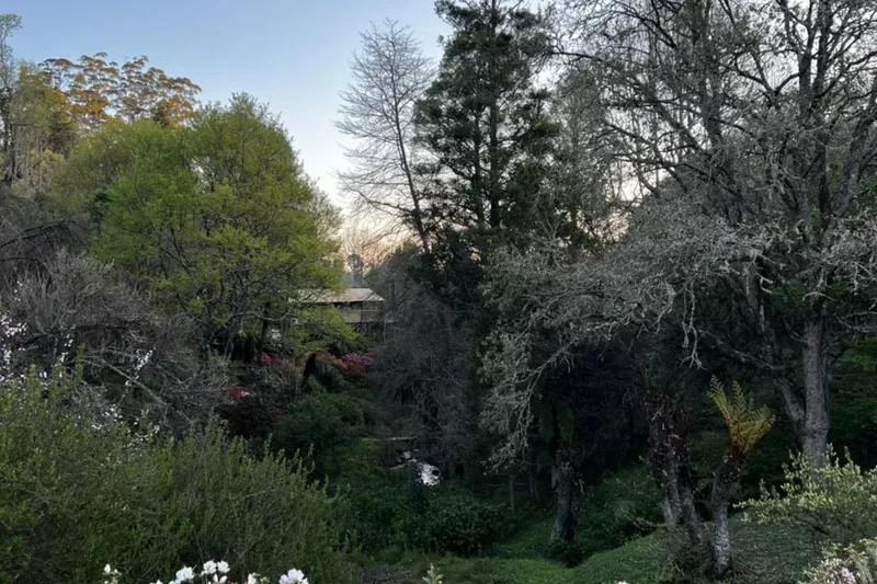 White flowers and trees at Cheerio Gardens in Magoebaskloof