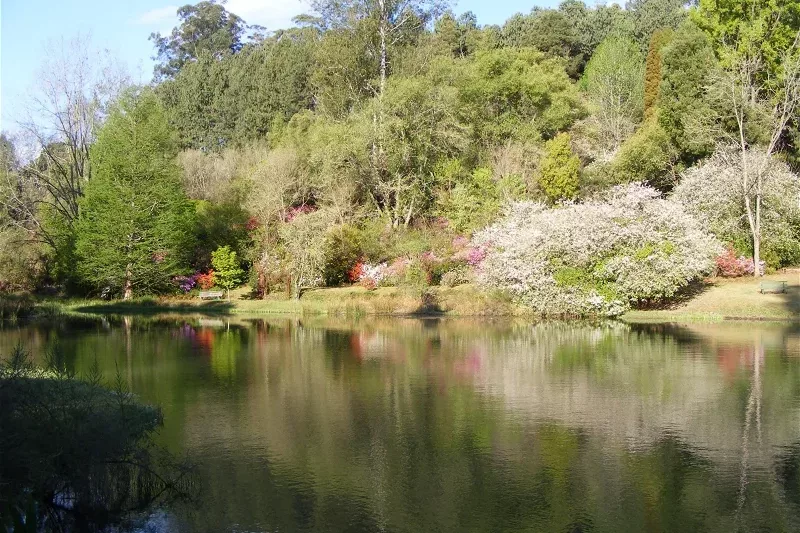 Cheerio trout dam surrounded by flowering trees in Magoebaskloof
