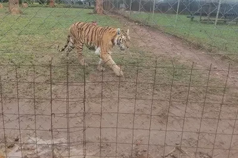 Tiger in enclosure at letaba river lodge and predator park near Tzaneen