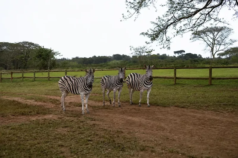 Zebras at letaba river lodge and predator park near Tzaneen