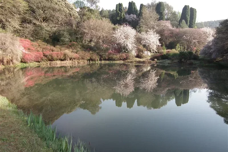 Garden reflections on the dam at Cheerio Gardens in Magoebaskloof