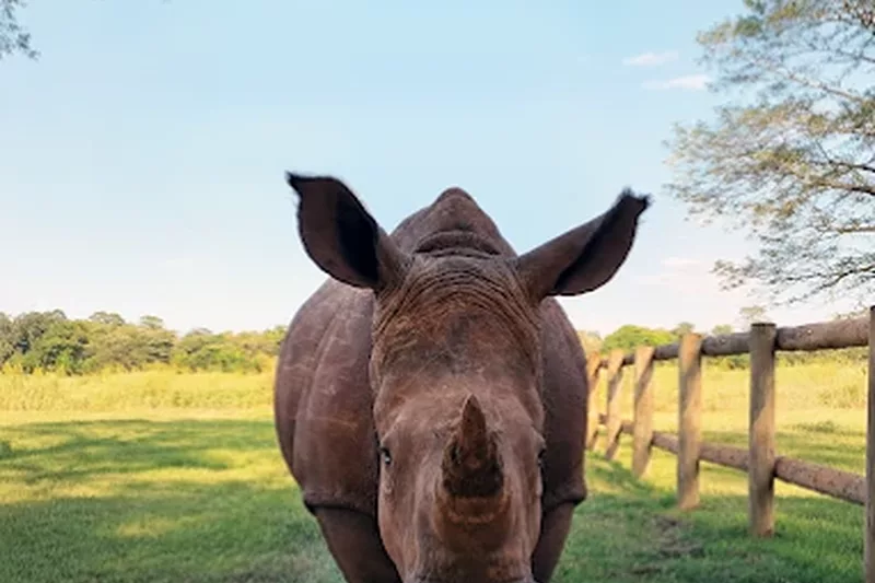 Rhino at letaba river lodge and predator park near Tzaneen