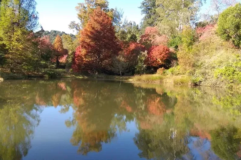 Autumn trees reflected in the dam at Cheerio Gardens in Magoebaskloof