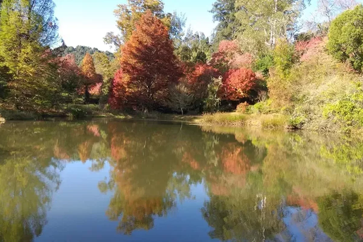 Autumn trees reflected in the dam at Cheerio Gardens in Magoebaskloof