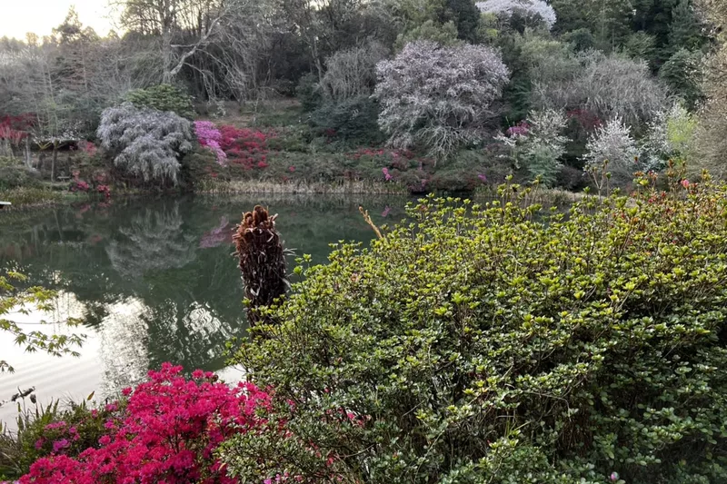 Flowering garden beside the dam at Cheerio Gardens in Magoebaskloof