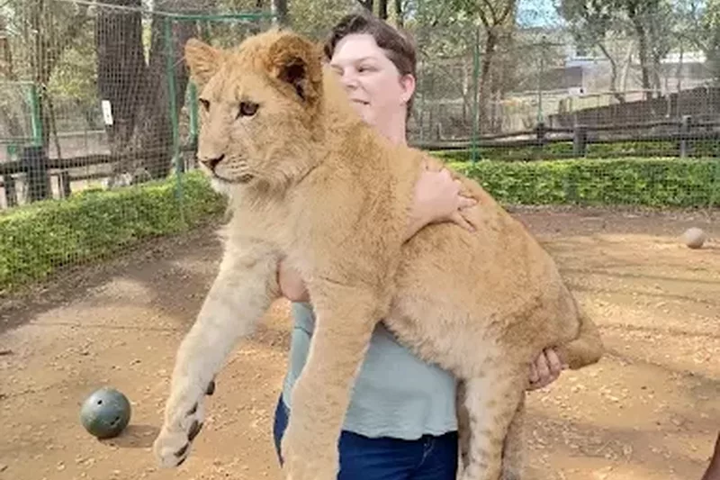 Visitor holding lion cub at letaba river lodge and predator park near Tzaneen