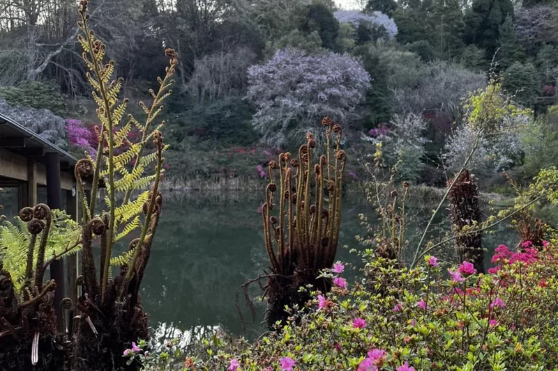 Pink flowering garden overlooking the water at Cheerio Gardens in Magoebaskloof