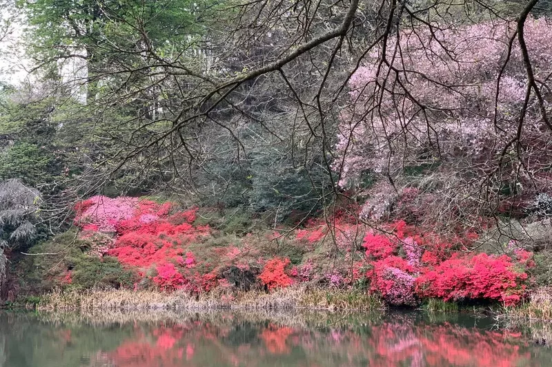 Pink flowering trees reflected in the dam at Cheerio Gardens in Magoebaskloof