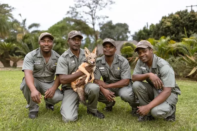 Staff with crocodile at letaba river lodge and predator park near Tzaneen