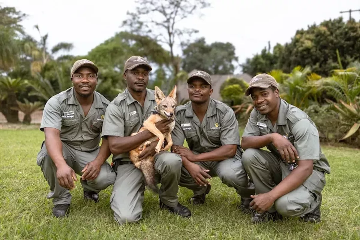 Staff with crocodile at letaba river lodge and predator park near Tzaneen