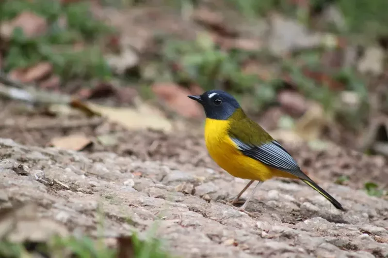 Yellow throated woodland warbler birding Magoebaskloof Limpopo