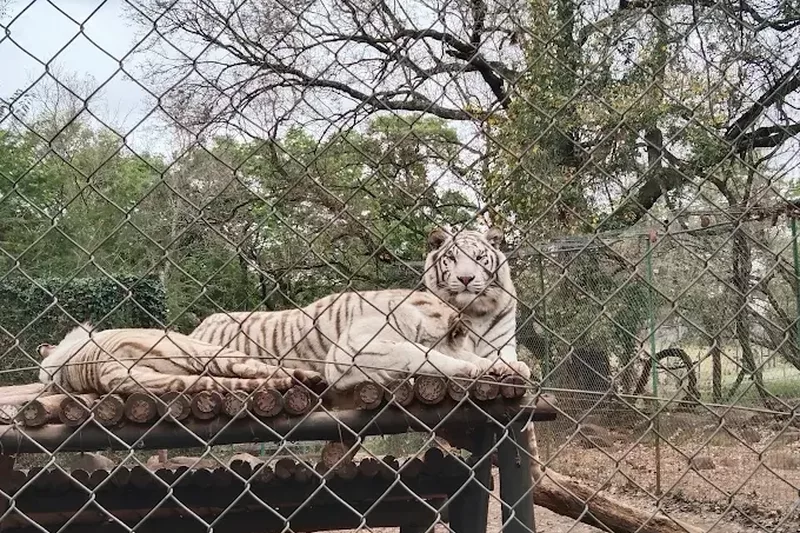 White tiger resting at letaba river lodge and predator park near Tzaneen