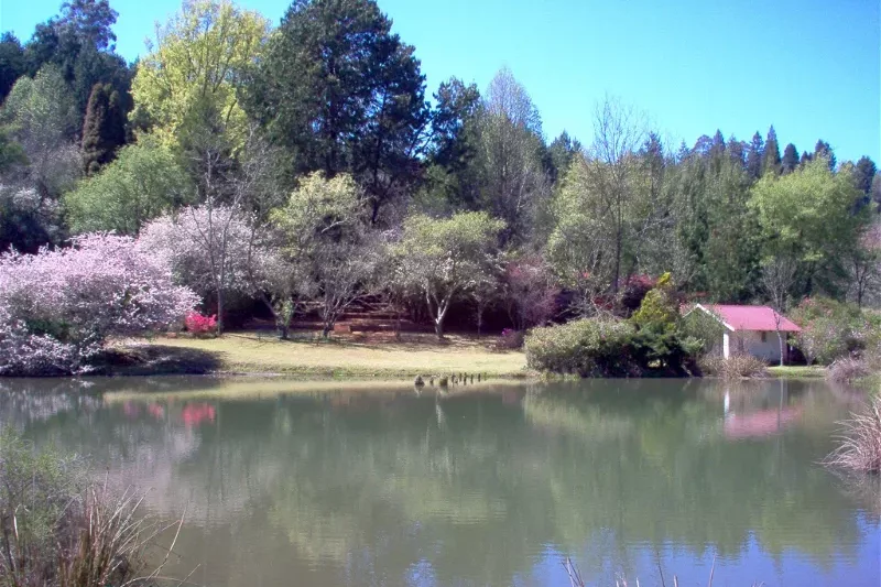 Spring blossoms beside the dam at Cheerio Gardens in Magoebaskloof